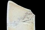 Fossil Pea Crabs (Pinnixa) From California - Miocene #74494-1